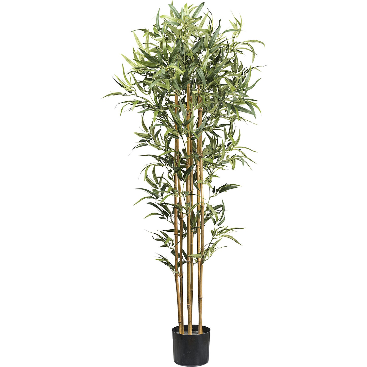 Bamboo, plastic pot, height 1550 mm.