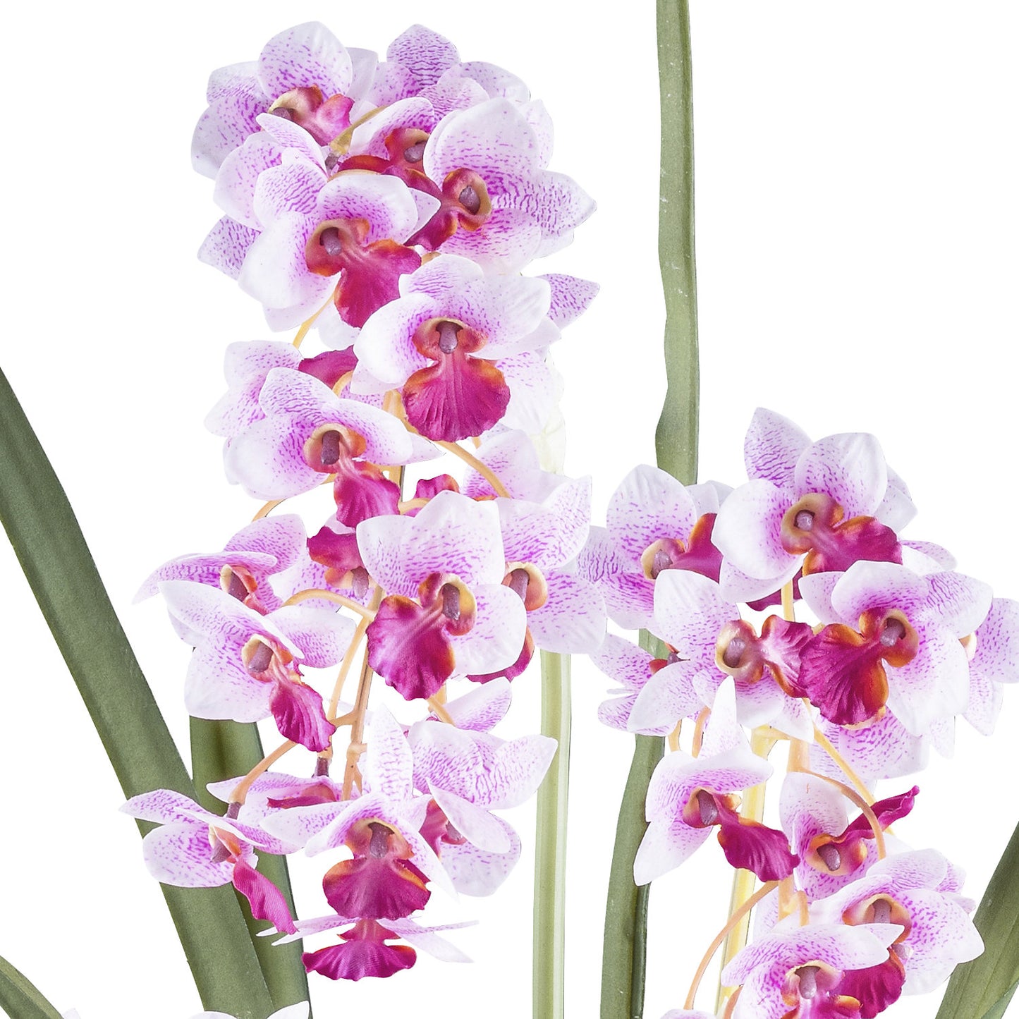 Cymbidium orientalis orchid, plastic pot, height 800 mm, pink flowers.
