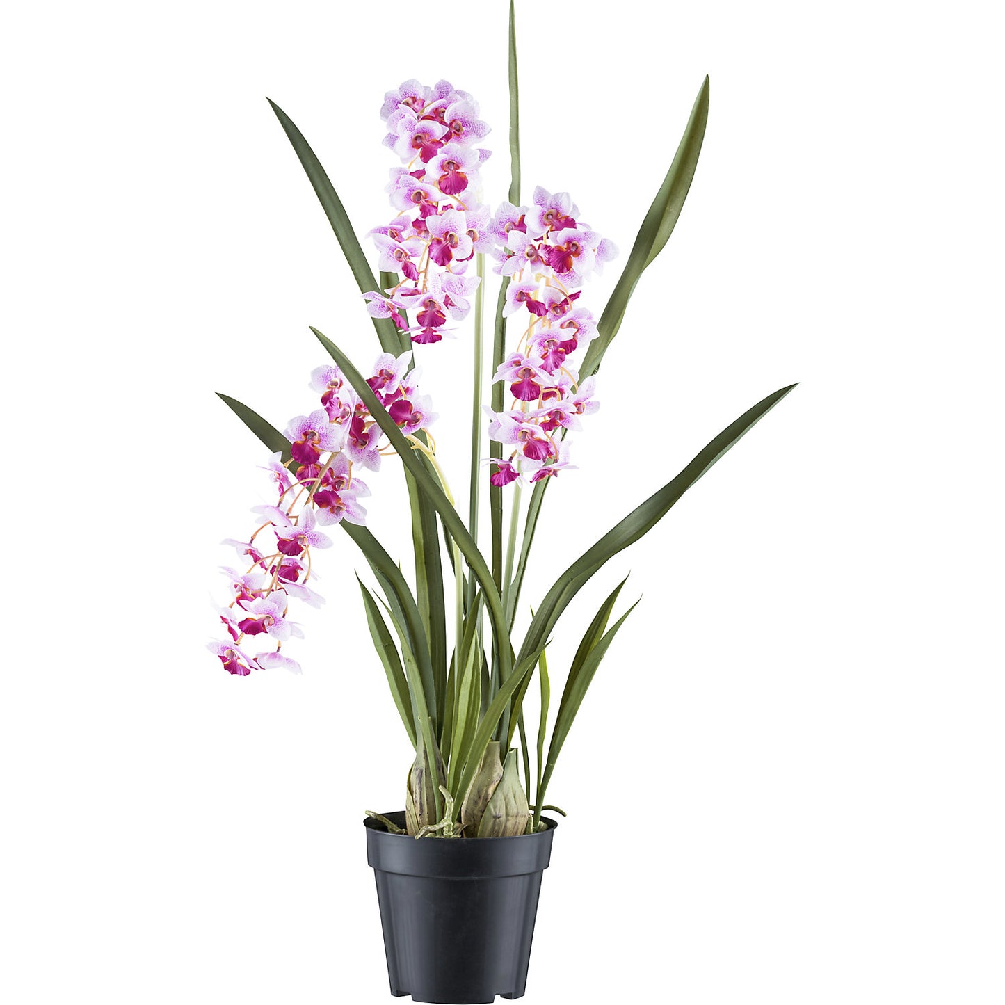 Cymbidium orientalis orchid, plastic pot, height 800 mm, pink flowers.