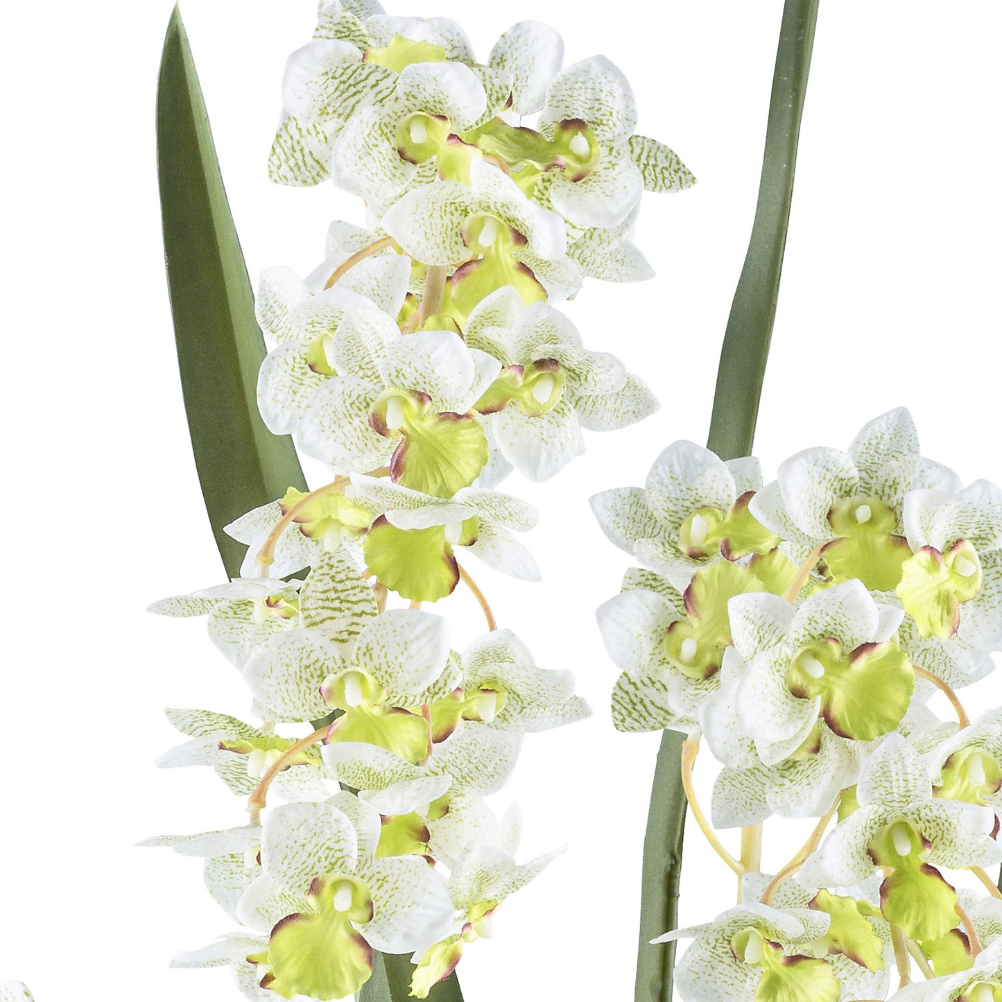Cymbidium orientalis orchid, plastic pot, height 800 mm, white / green flowers.