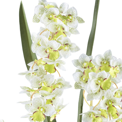 Cymbidium orientalis orchid, plastic pot, height 800 mm, white / green flowers.