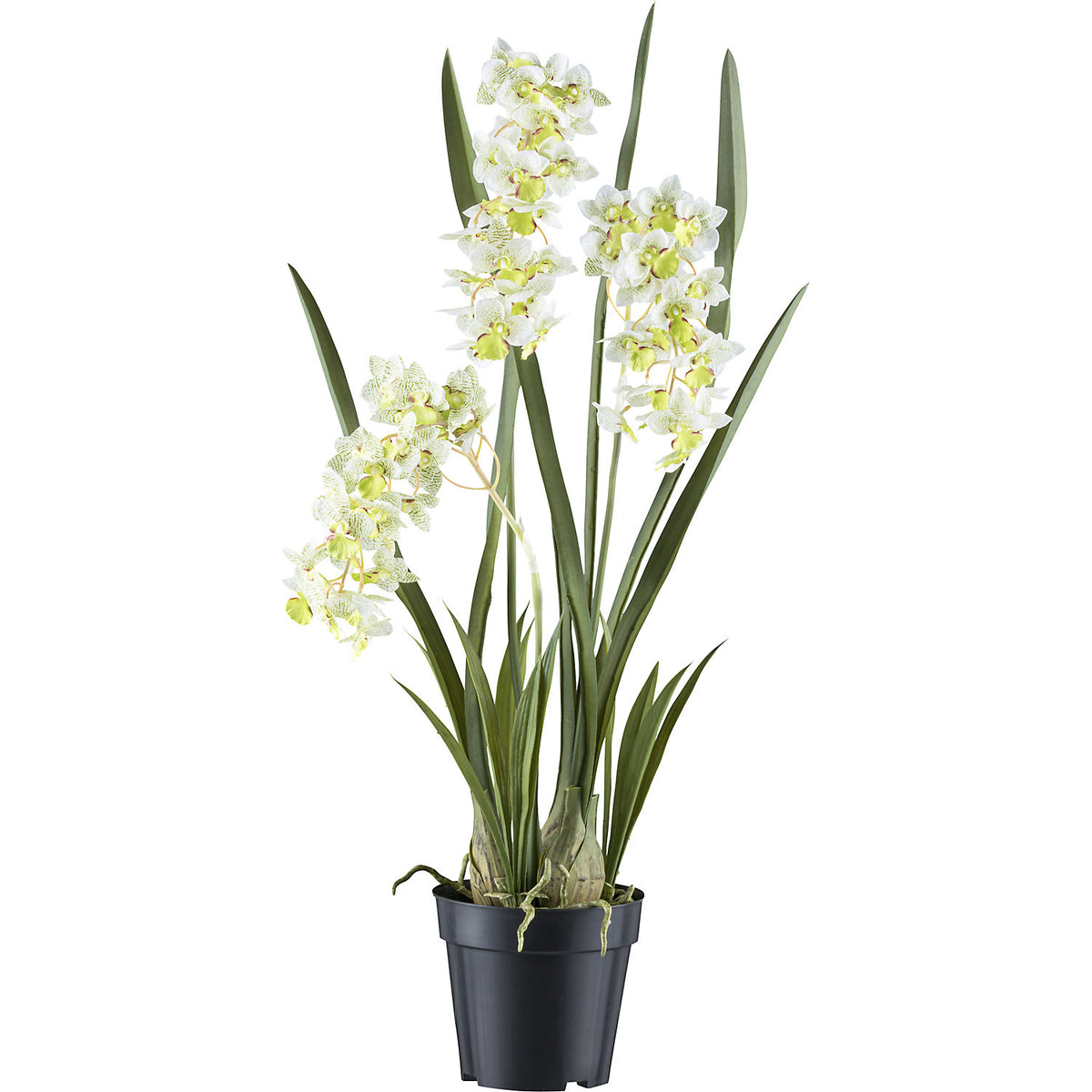 Cymbidium orientalis orchid, plastic pot, height 800 mm, white / green flowers.
