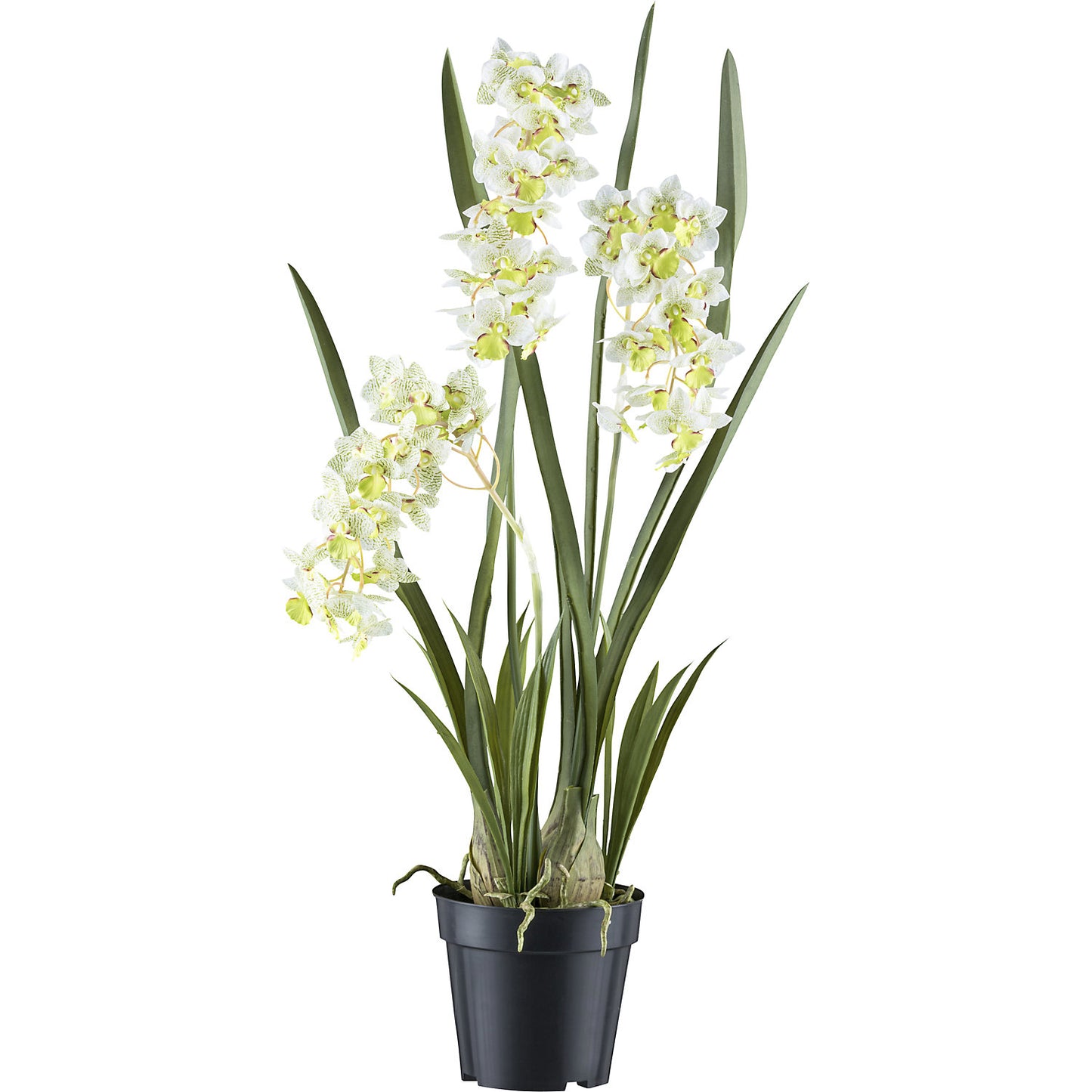 Cymbidium orientalis orchid, plastic pot, height 800 mm, white / green flowers.
