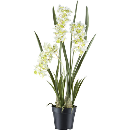 Cymbidium orientalis orchid, plastic pot, height 800 mm, white / green flowers.