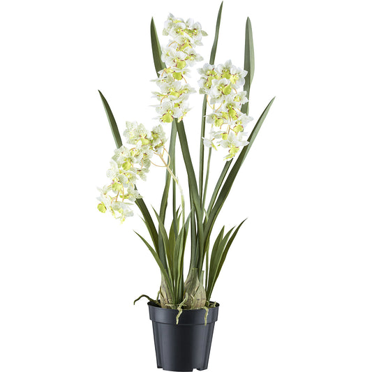 Cymbidium orientalis orchid, plastic pot, height 800 mm, white / green flowers.