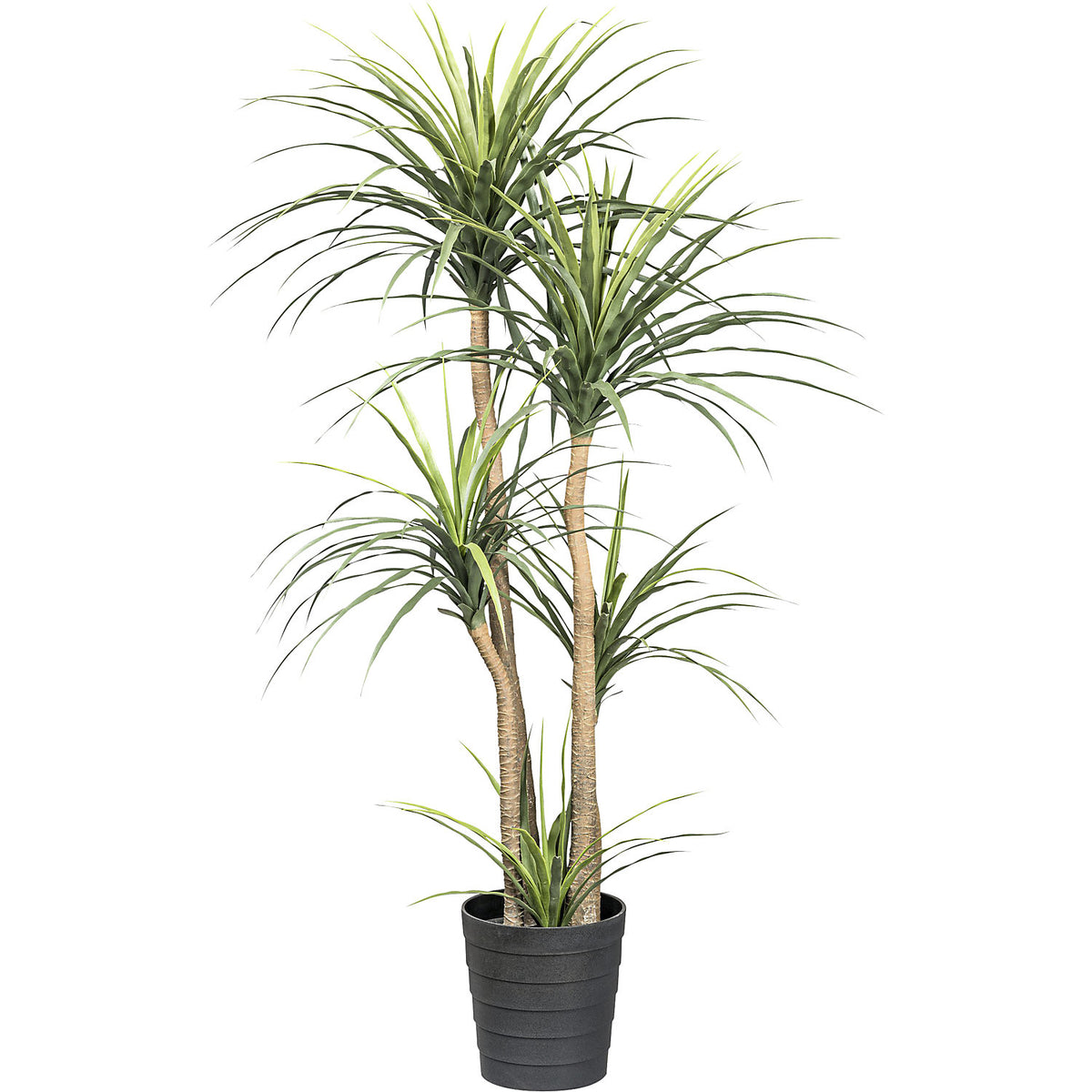 Dracaena, plastic pot, height 1600 mm.