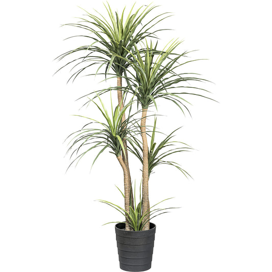 Dracaena, plastic pot, height 1600 mm.
