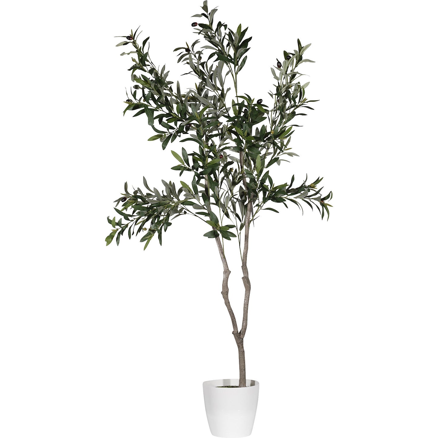 Olive tree, container Ø 180 mm, height 1550 mm.