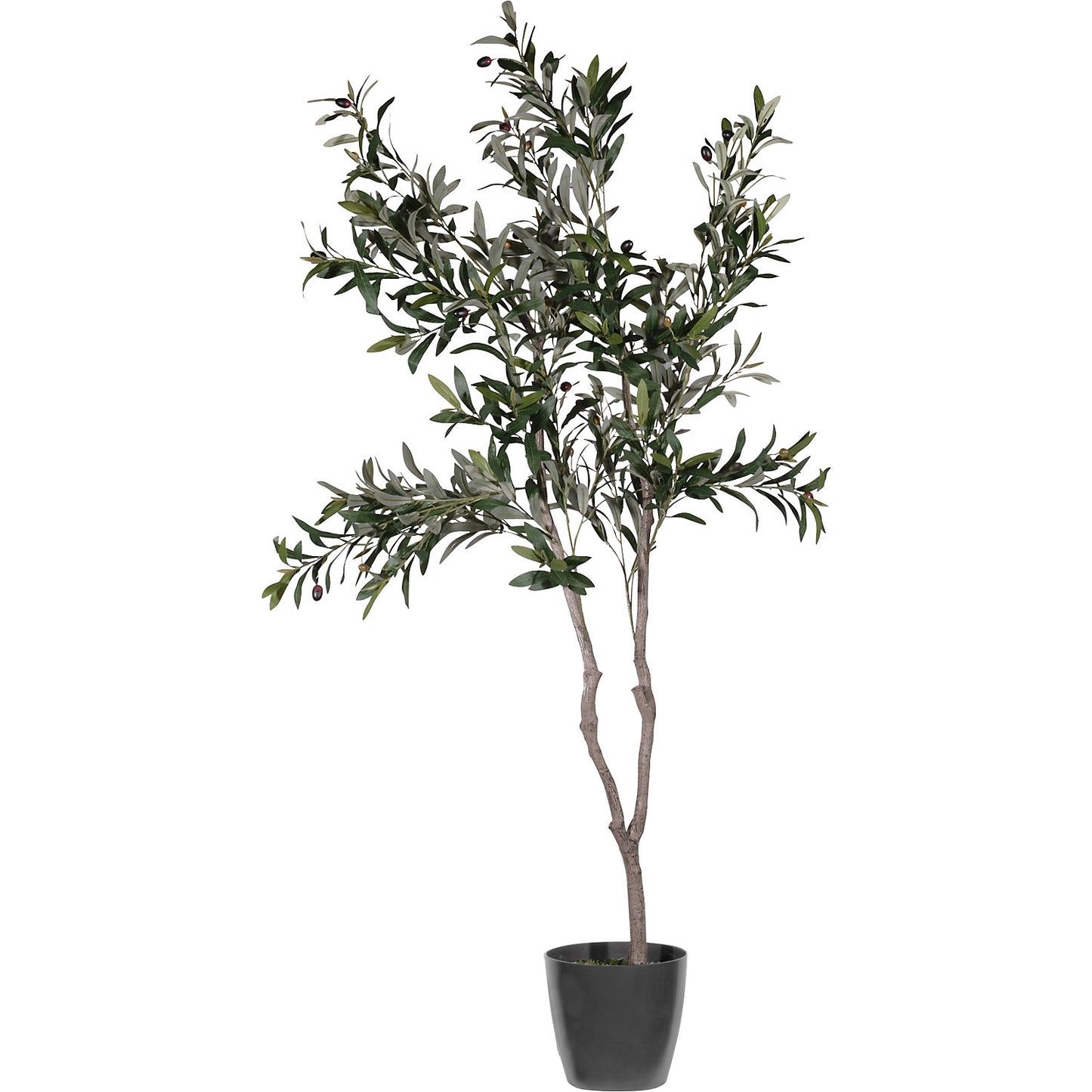 Olive tree, container Ø 180 mm, height 1550 mm.