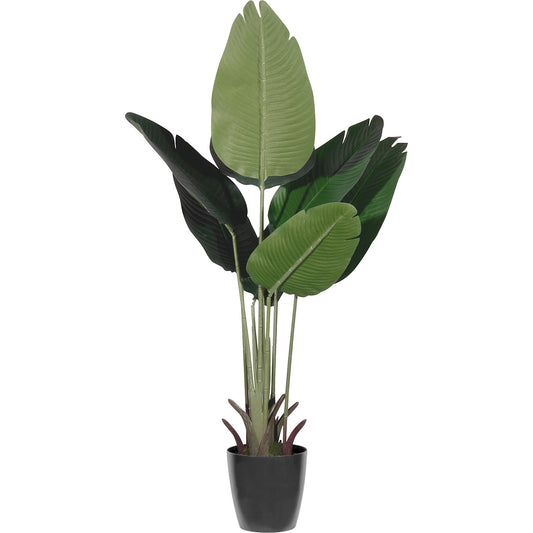 Banana tree, container Ø 150 mm, height 1150 mm.