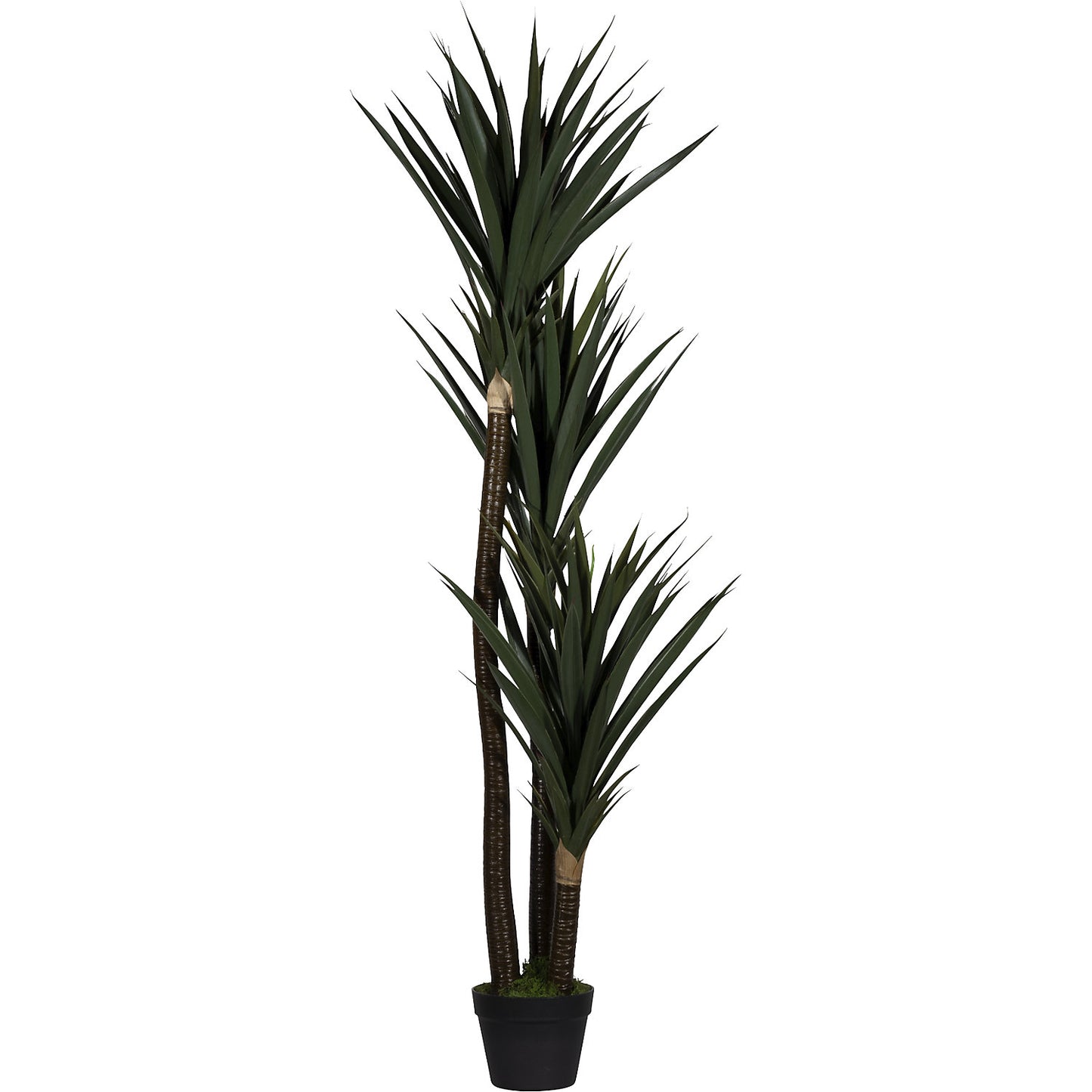 Yucca, container Ø 180 mm, height 1500 mm.