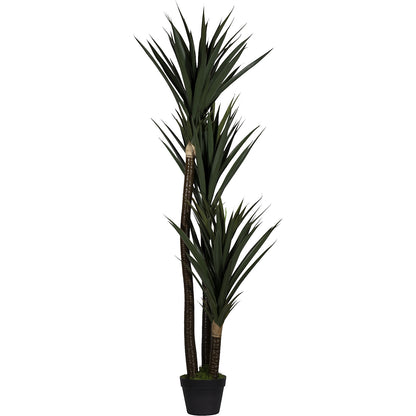 Yucca, container Ø 180 mm, height 1500 mm.