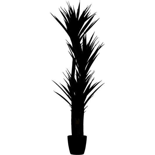 Yucca, container Ø 180 mm, height 1500 mm.