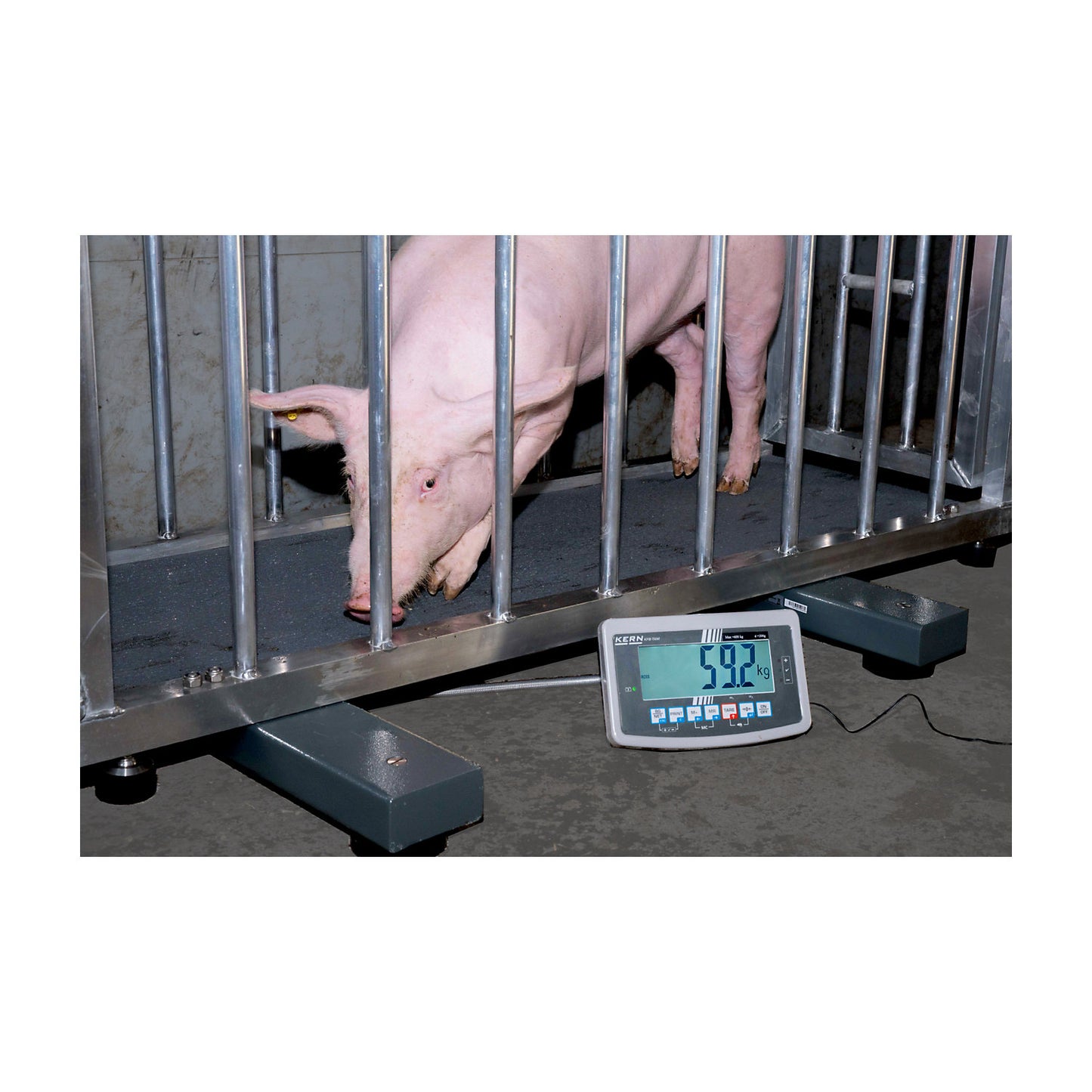 UFA weighing beam, steel, weighing range up to 600 kg, 800 x 120 mm.