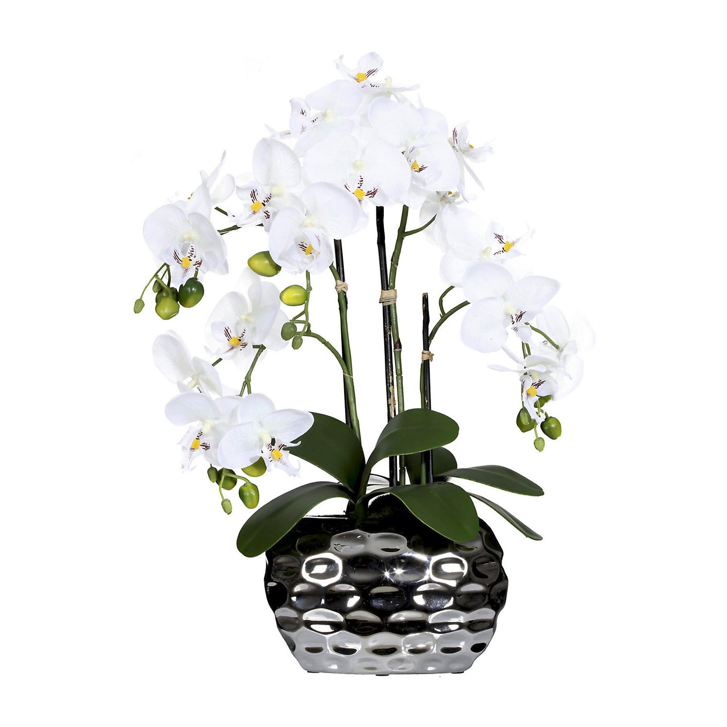 Moth orchid in an oval vase, height 550 mm, white flowers.