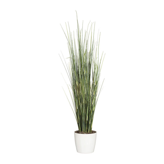 Horsetail grass, white ceramic pot, height 950 mm.