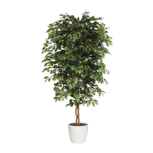 Ficus benjamina, natural trunk, with ceramic pot, height 1200 mm.