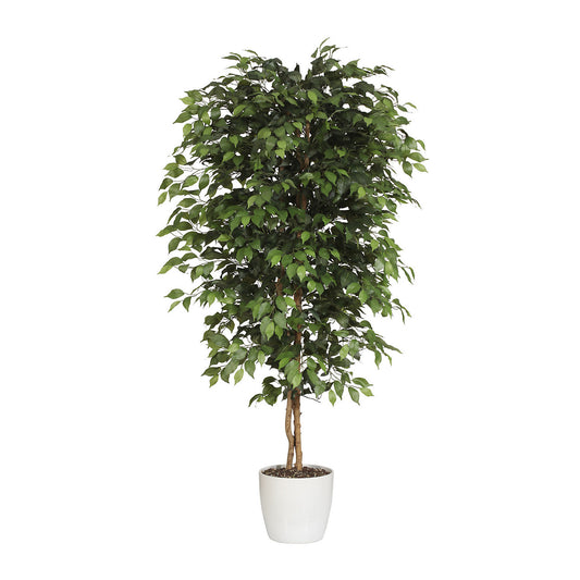 Ficus benjamina, natural trunk, with ceramic pot, height 1500 mm.