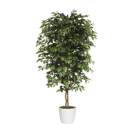 Ficus benjamina, natural trunk, with ceramic pot, height 2100 mm.